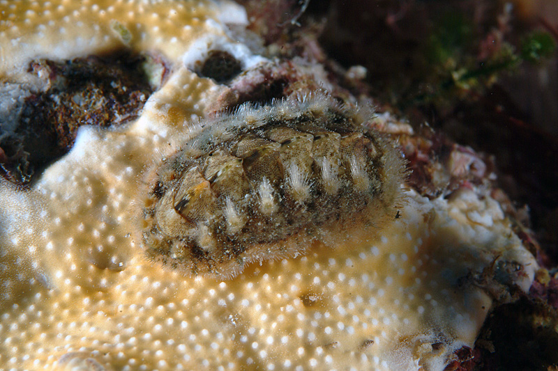 Acanthochitona fascicularis